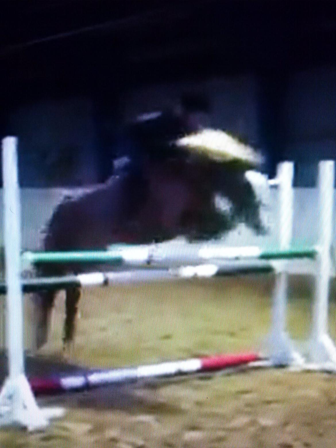 Anden særlig race Fie - Ponyen springer 120, taget fra video<3 billede 8