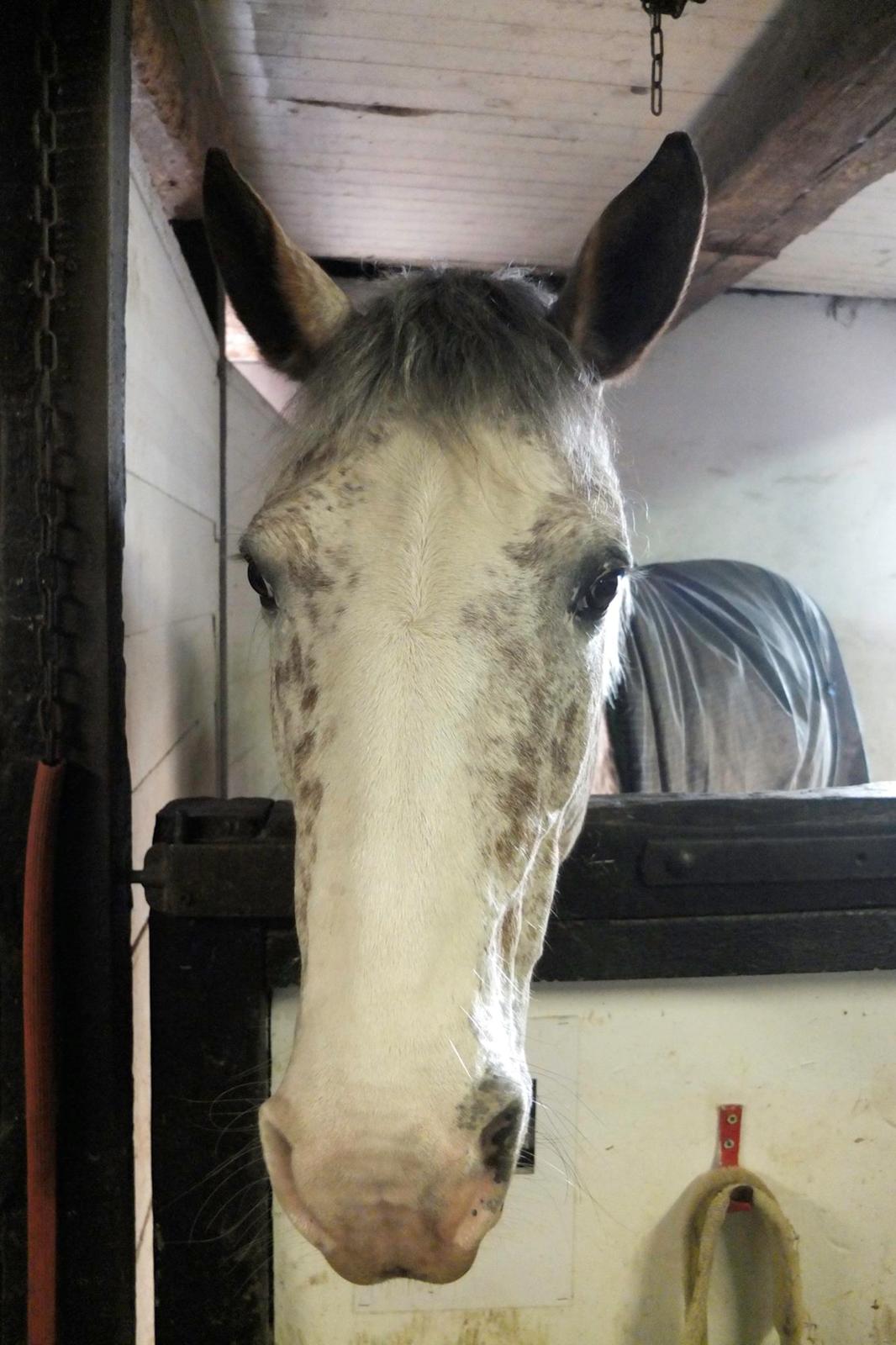 Appaloosa Opalia<3 *Savnet og elsket* billede 1