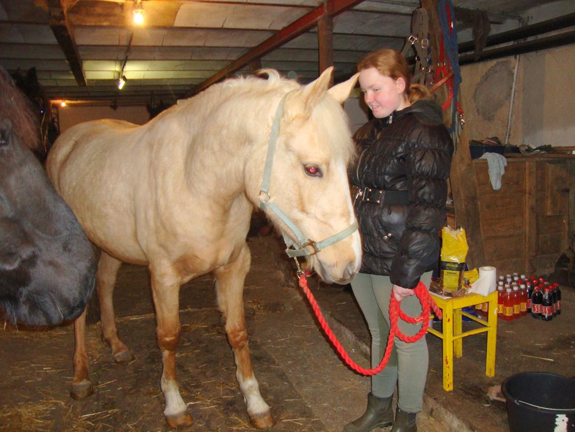 Palomino Anyska/ Nysse billede 7