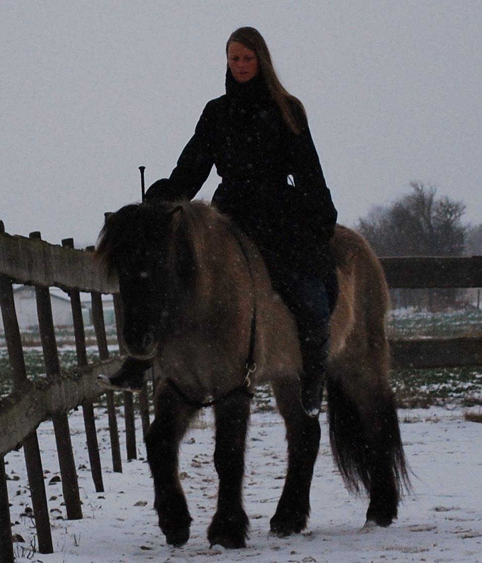 Islænder Sif frá Skarholt - Travers, i cordeo 13/1-13 billede 6