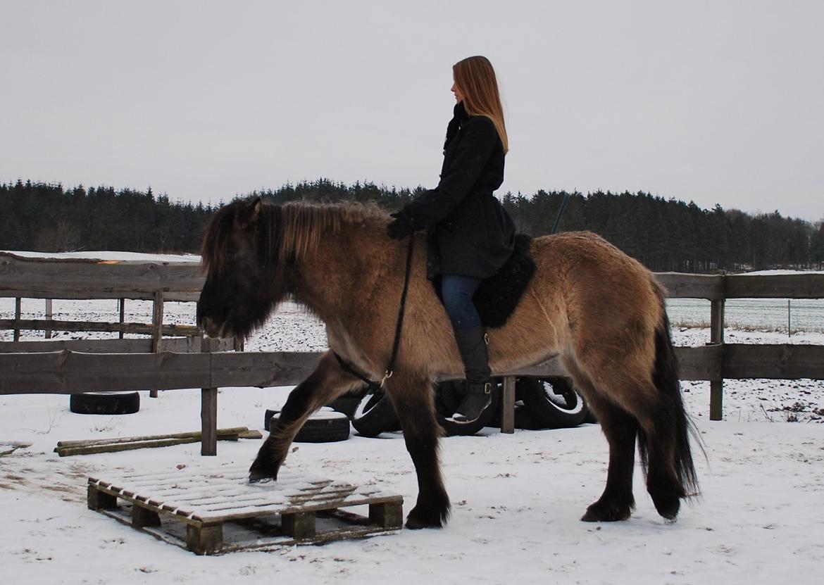 Islænder Sif frá Skarholt - Lidt leg på banen, i cordeo 13/1-13 billede 7