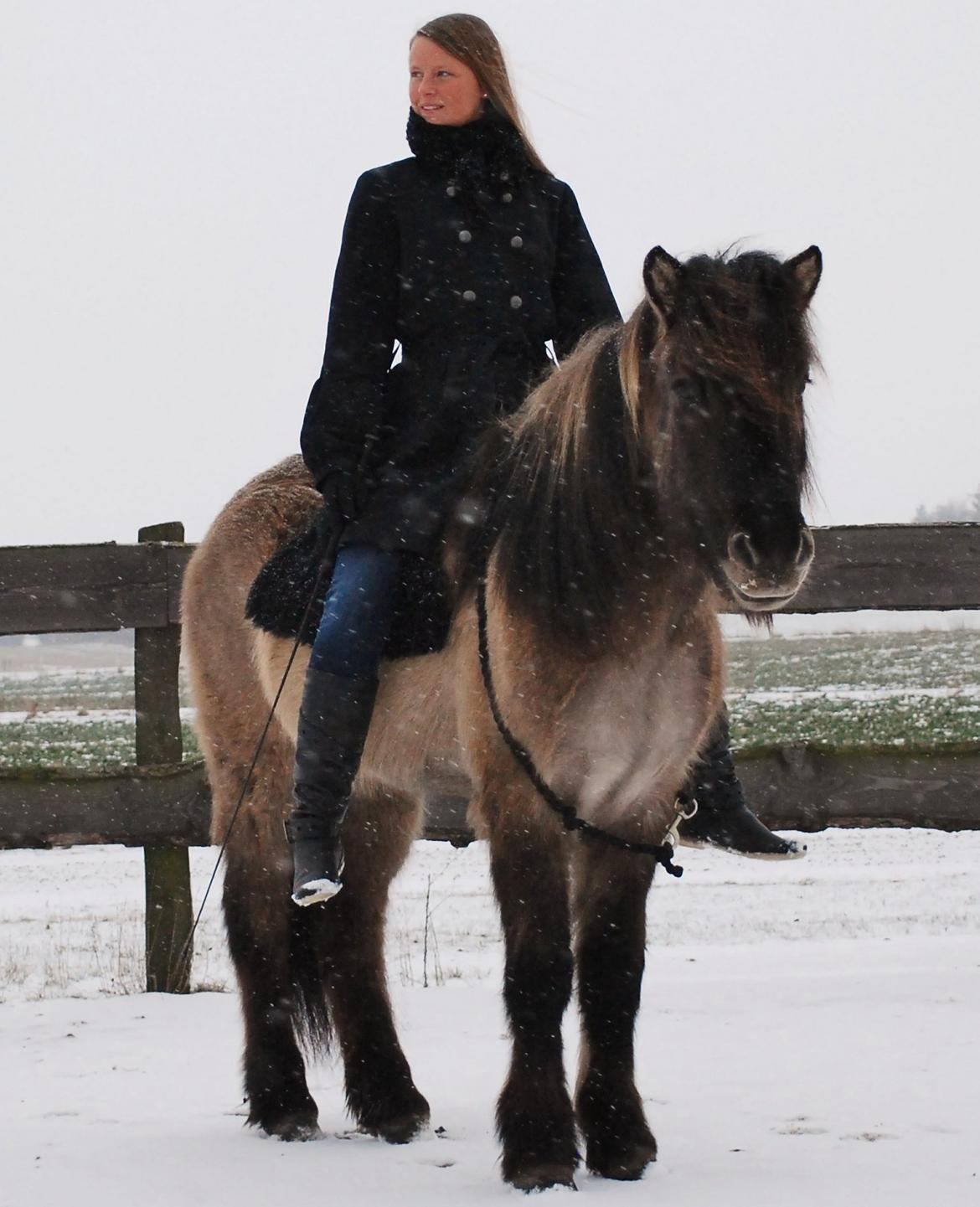 Islænder Sif frá Skarholt - Velkommen til min profil, vi hedder Maiken&Sif 13/1-13 billede 1