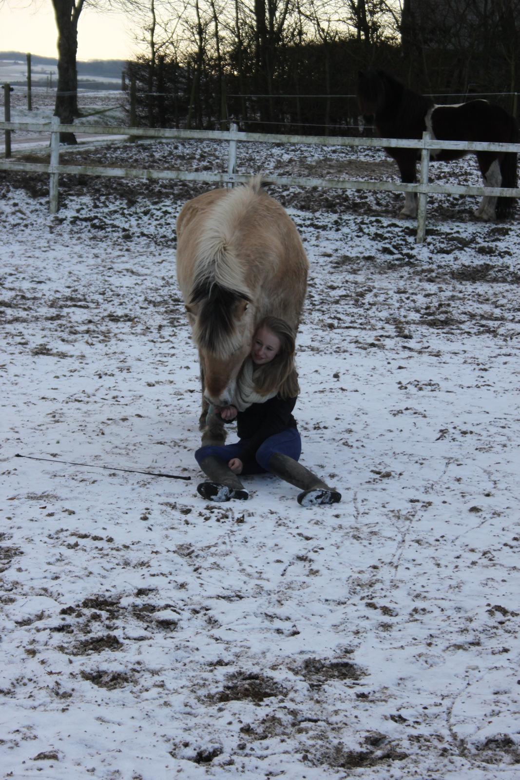 Fjordhest Rasmus :* billede 3