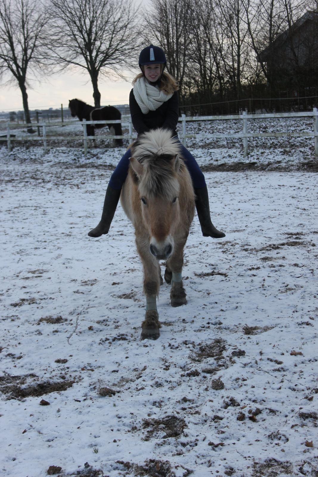 Fjordhest Rasmus :* - uden udstyr :'-) billede 14