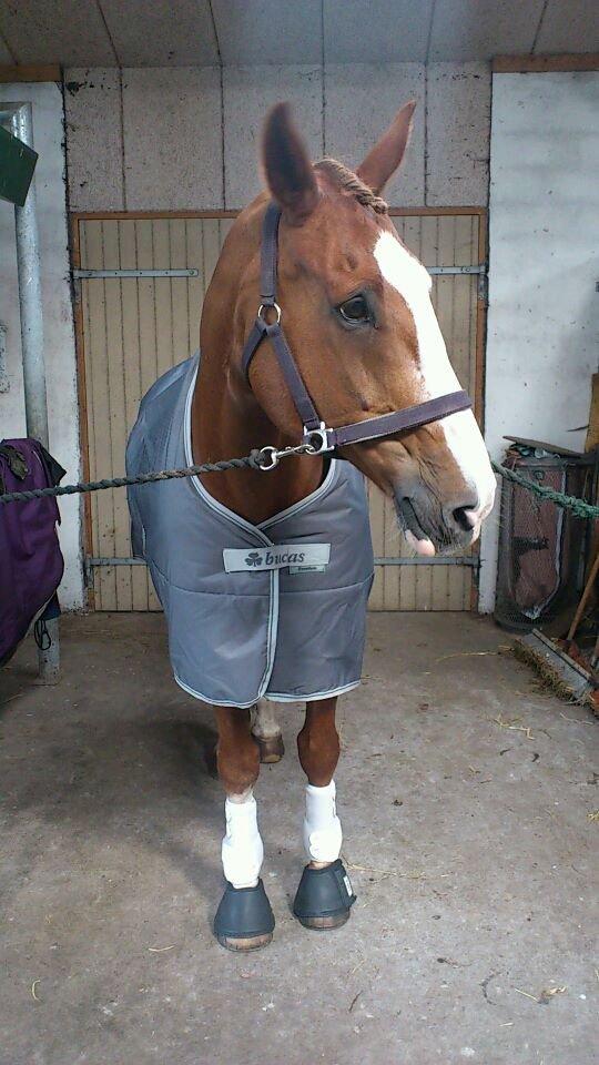 Engelsk Varmblod Edward - Klar til stævne med tidligere ejer :) billede 10