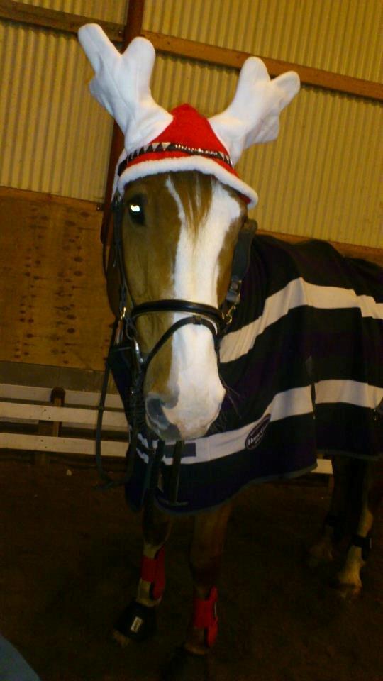 Engelsk Varmblod Edward billede 11