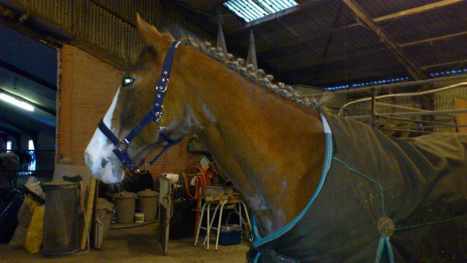 Engelsk Varmblod Edward - Klar til stævne med tidligere ejer <3 billede 13