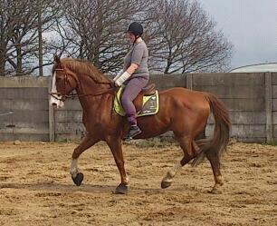 Engelsk Varmblod Edward - Ham og Elisabeth <3 billede 14