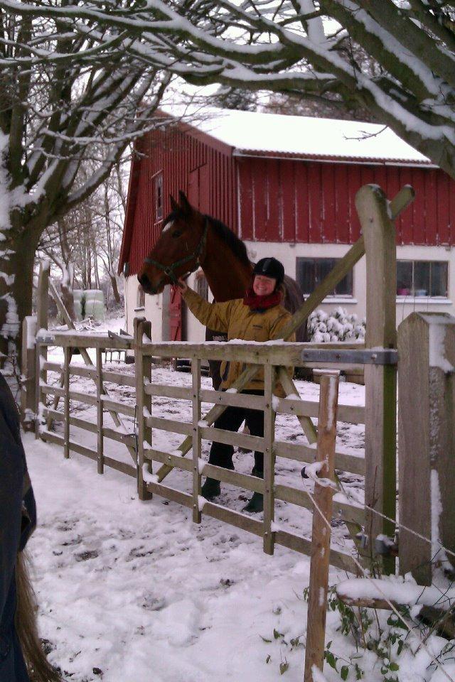 Dansk Varmblod Shade - Vinter 2012 billede 13