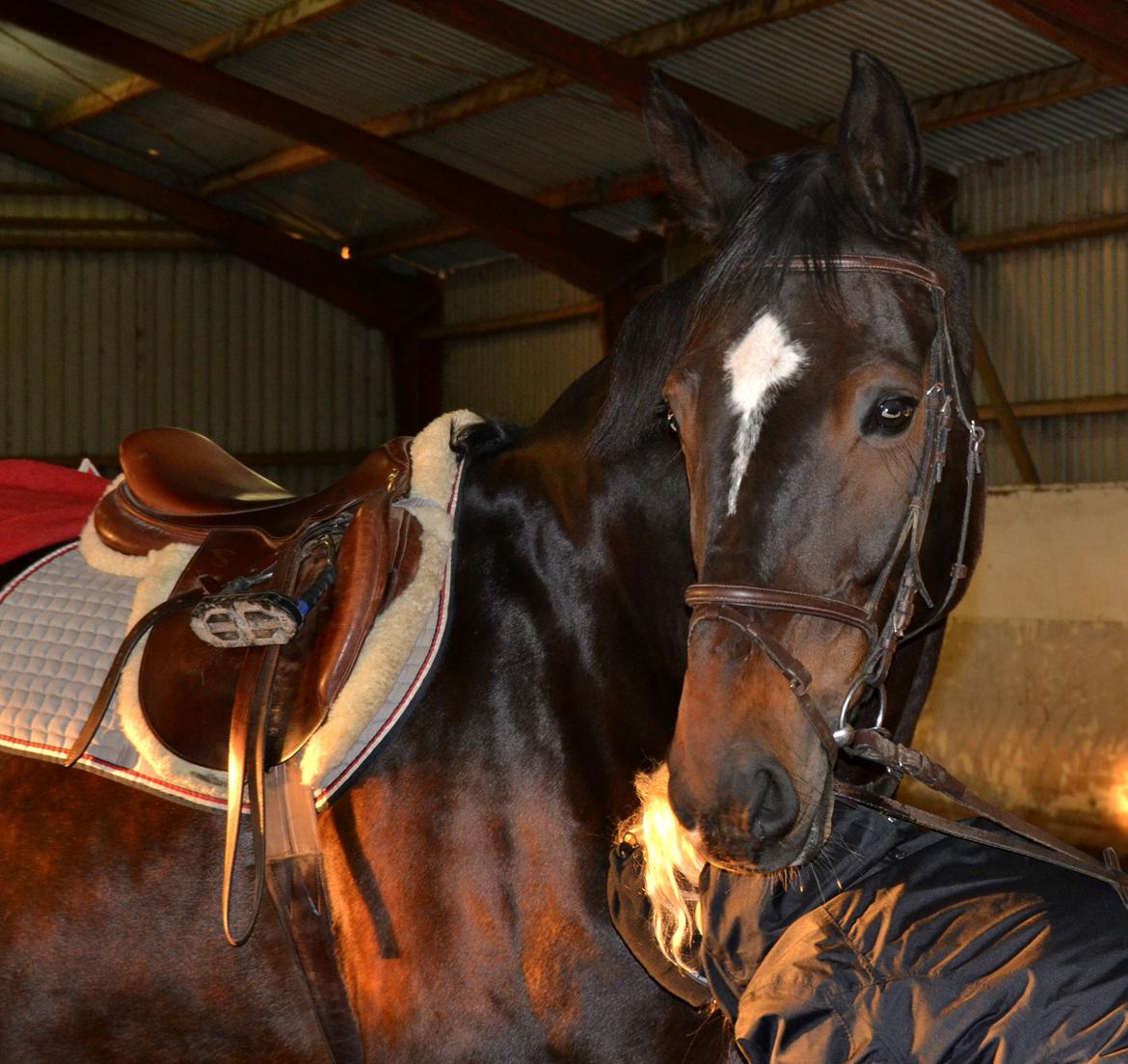 Anden særlig race Toftegård's Bounty [Min part] billede 16