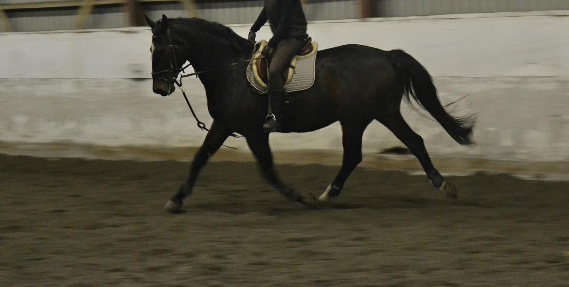 Anden særlig race Toftegård's Bounty [Min part] - Det bliver bedre og bedre, med mig og Bounty drengen.  billede 17