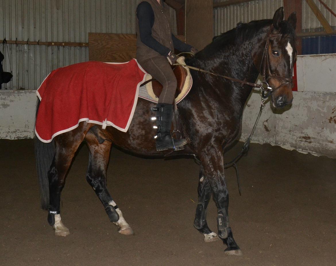 Anden særlig race Toftegård's Bounty [Min part] billede 18