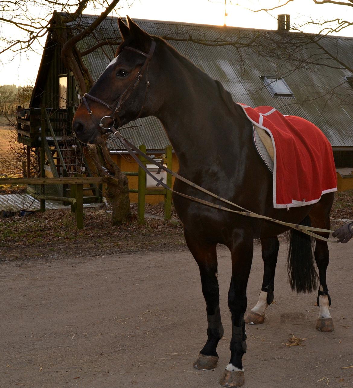 Anden særlig race Toftegård's Bounty [Min part] billede 19