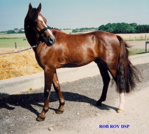 DSP Rob Roy - Baby Rob!♥ :') Elsker dig.♥  billede 5