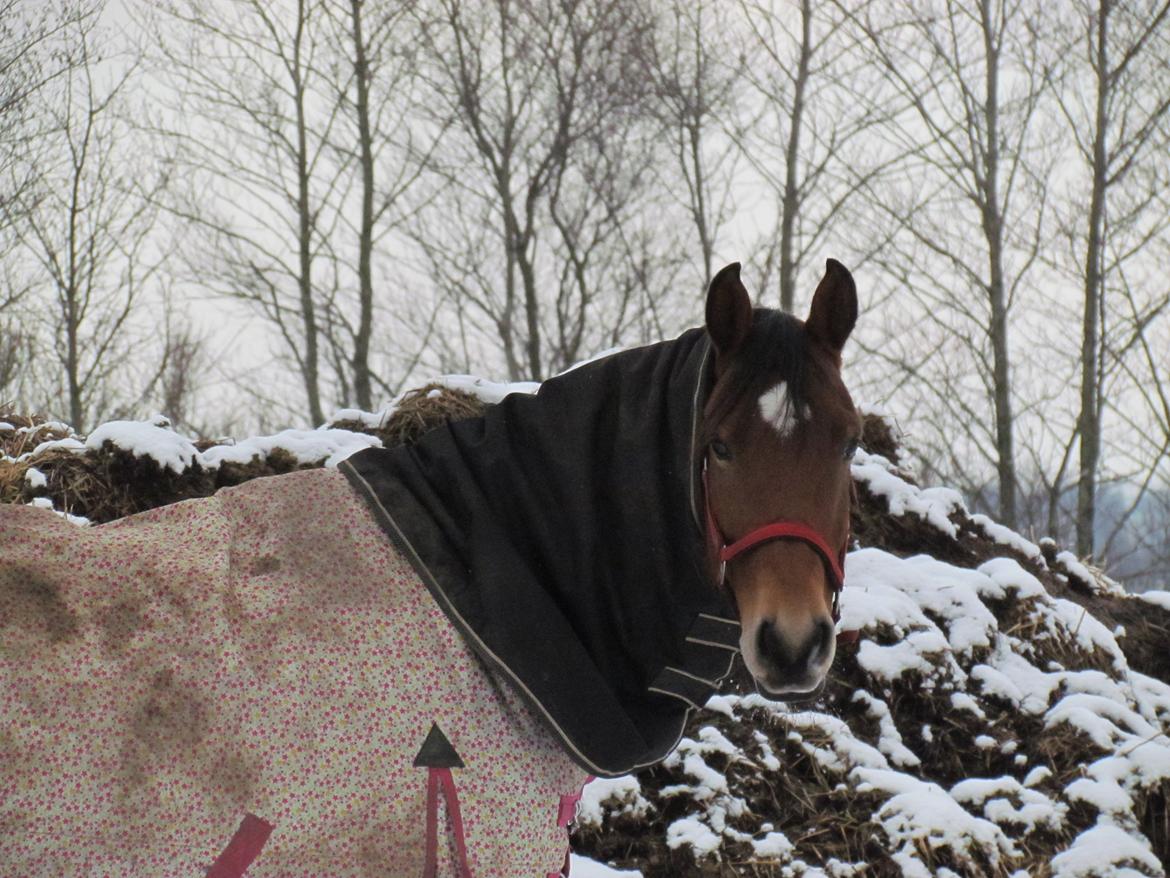 Hollandsk Varmblod Bantry Bay billede 6