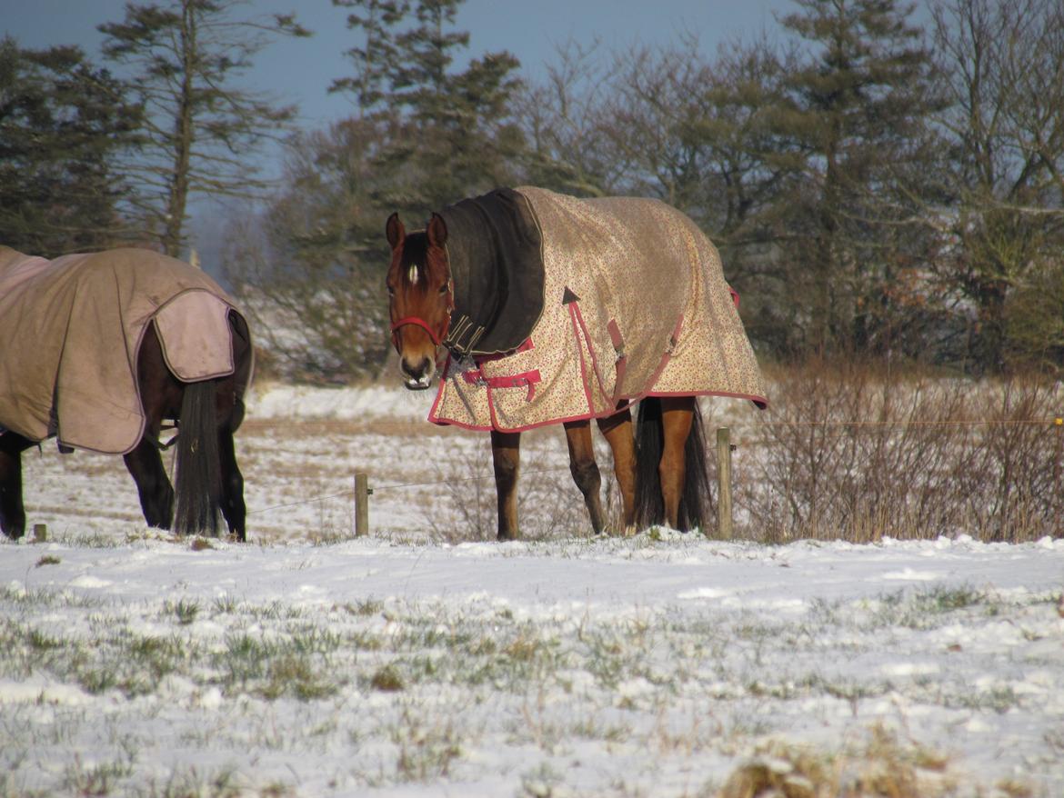 Hollandsk Varmblod Bantry Bay billede 7