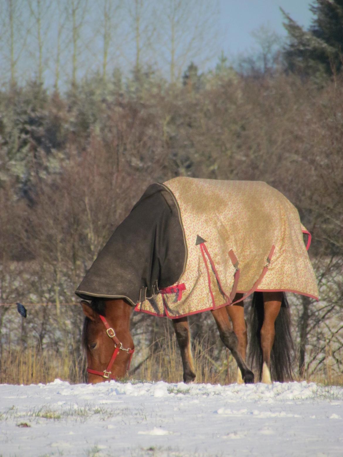 Hollandsk Varmblod Bantry Bay billede 8