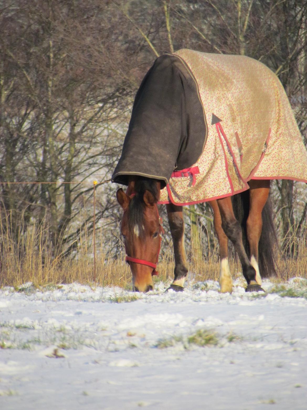 Hollandsk Varmblod Bantry Bay billede 9