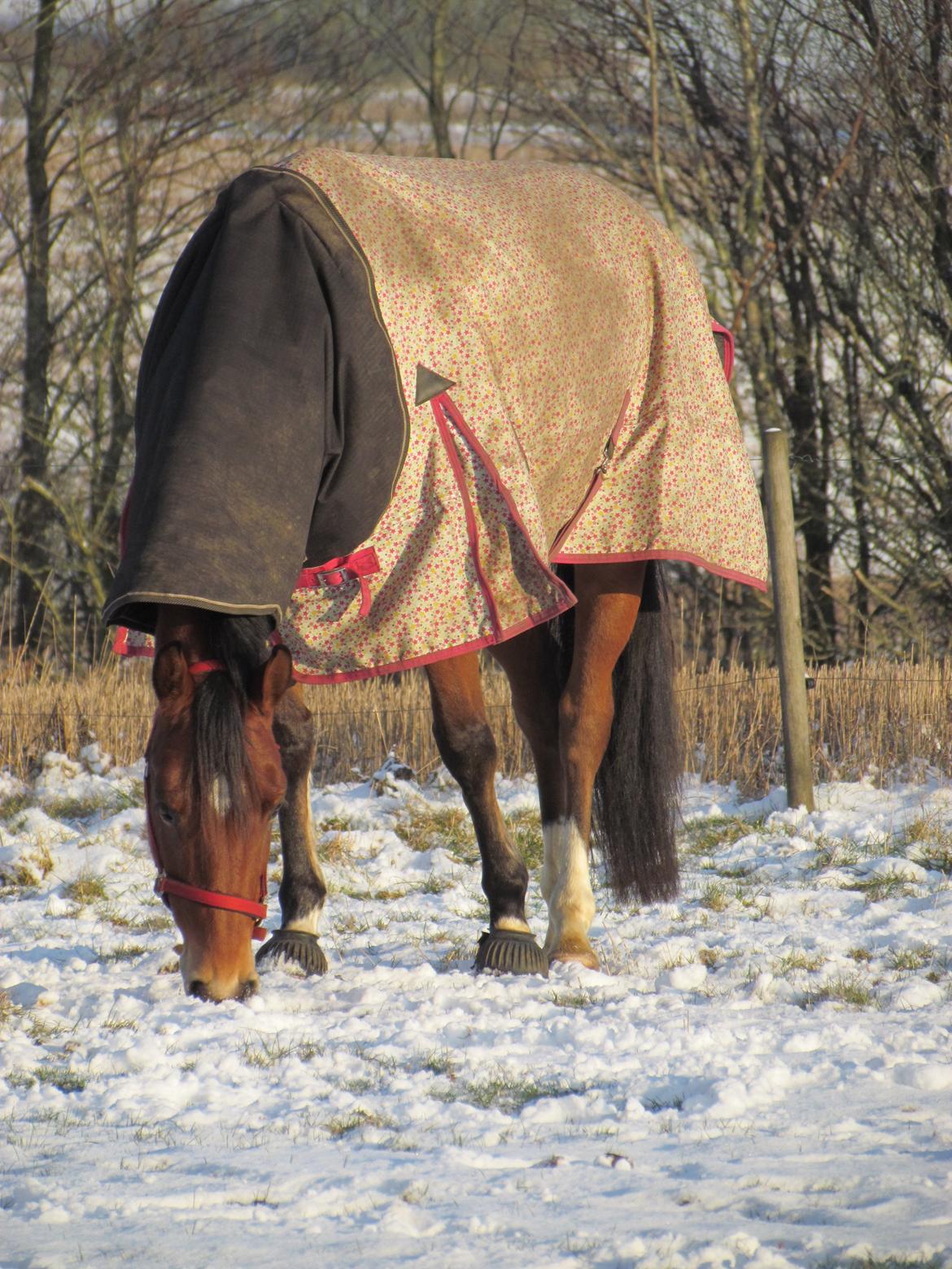 Hollandsk Varmblod Bantry Bay billede 10