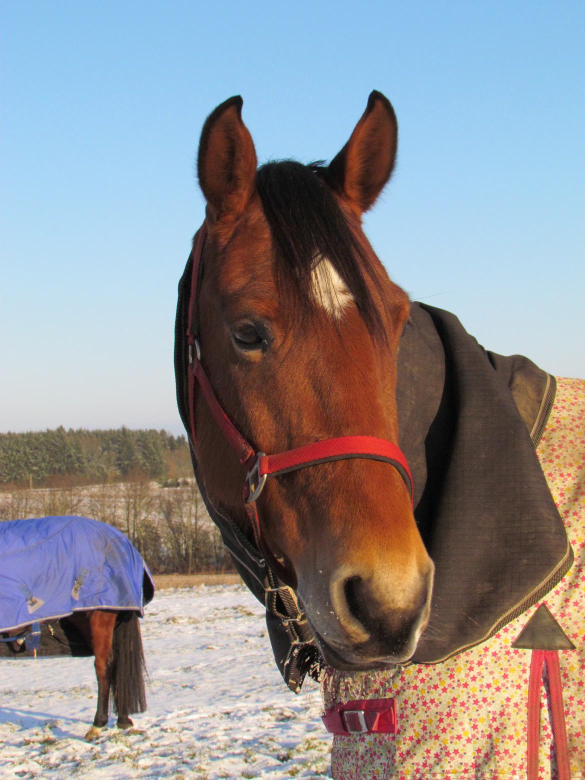 Hollandsk Varmblod Bantry Bay billede 11