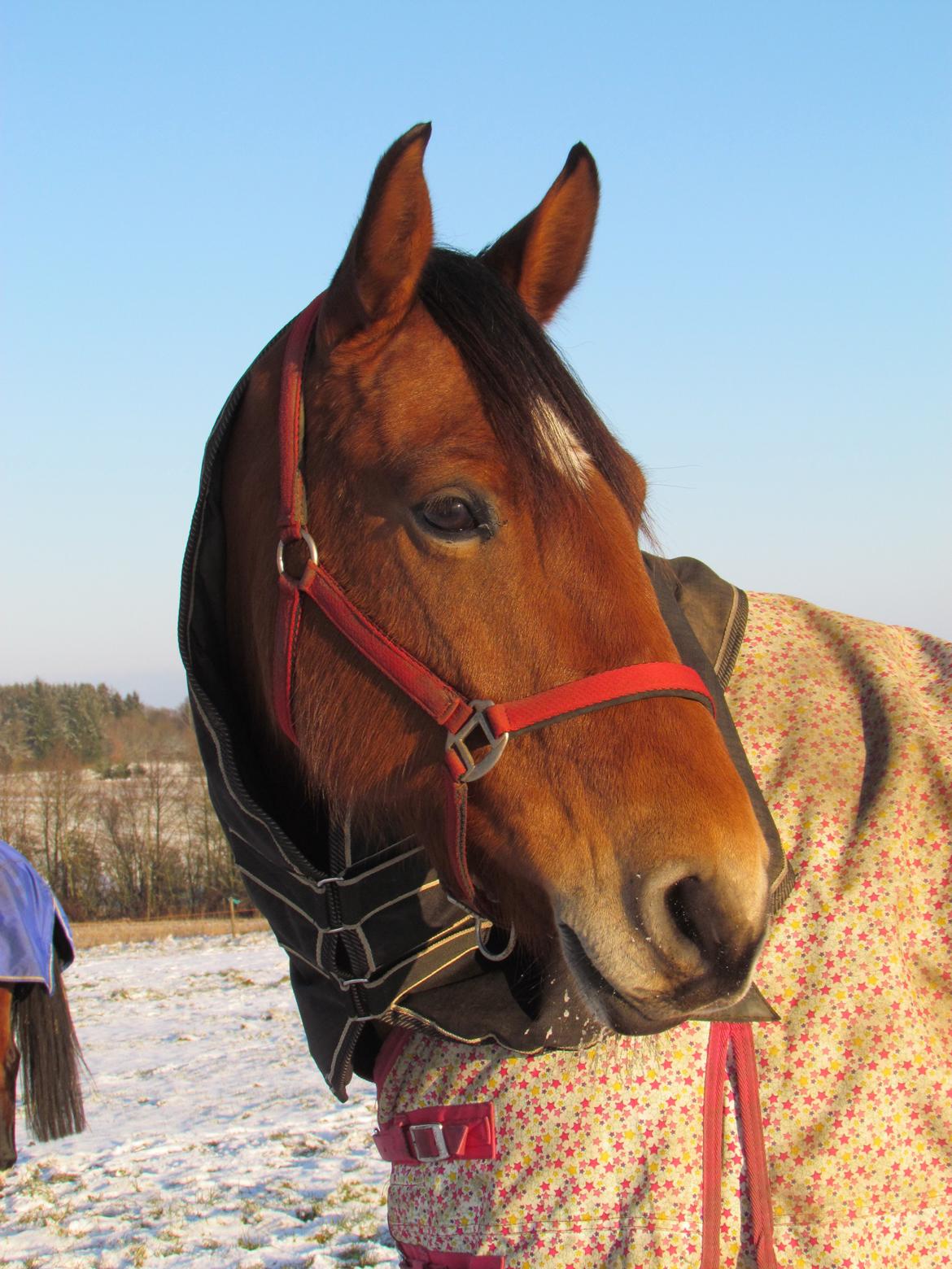 Hollandsk Varmblod Bantry Bay - Velkommen til Bantry Bay's profil :)  billede 1