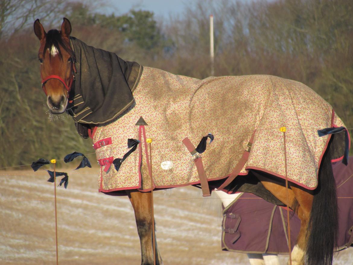 Hollandsk Varmblod Bantry Bay billede 12