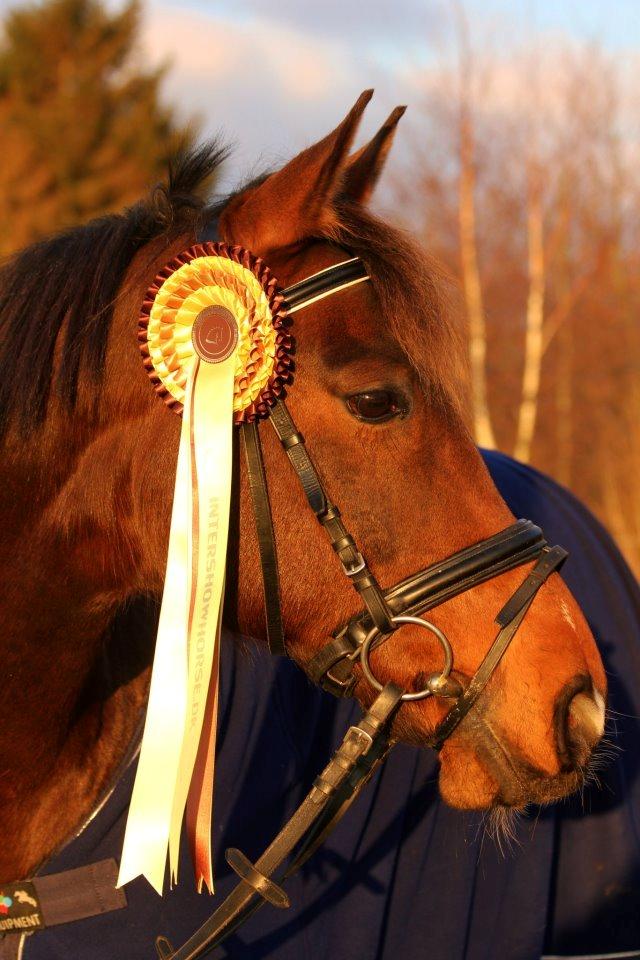 Anden særlig race Felix - Felix d. 13/01-2013. 
Foto: N.T.M 
(Felix har ikke vundet denne roset) billede 10