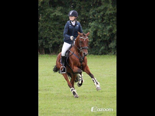 Tysk Sportspony P-TIM - Smukke drengen!<3 billede 10