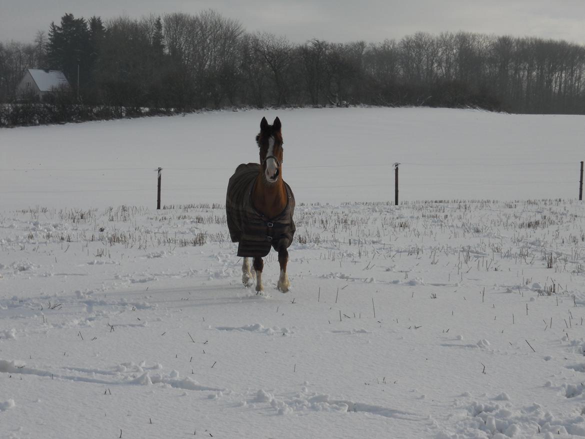 Hollandsk Sportspony Pablo - Ponyen traver løs..:) billede 10