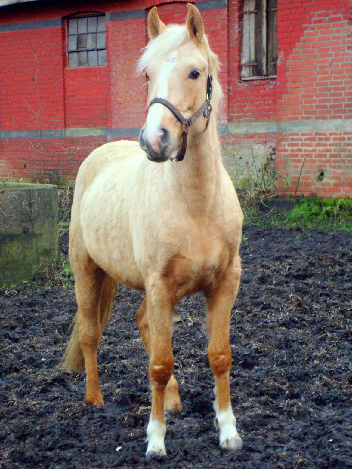 Palomino Anyska/ Nysse billede 18