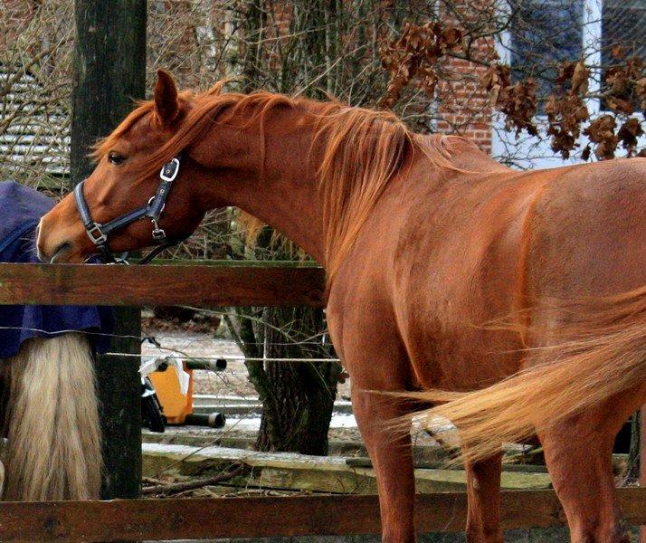 Arabisk fuldblod (OX) Finally Al-Bait OX 5493 SOLGT ! - 13 Januar 2013 billede 8