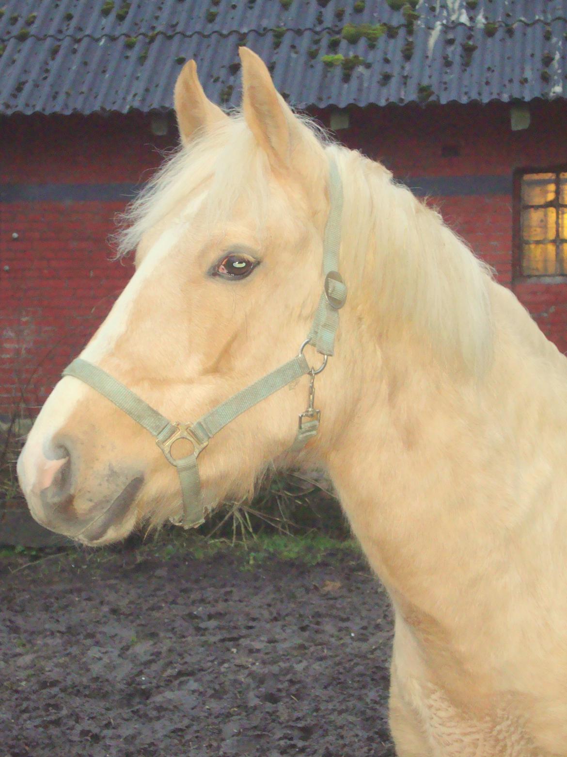 Palomino Anyska/ Nysse billede 19