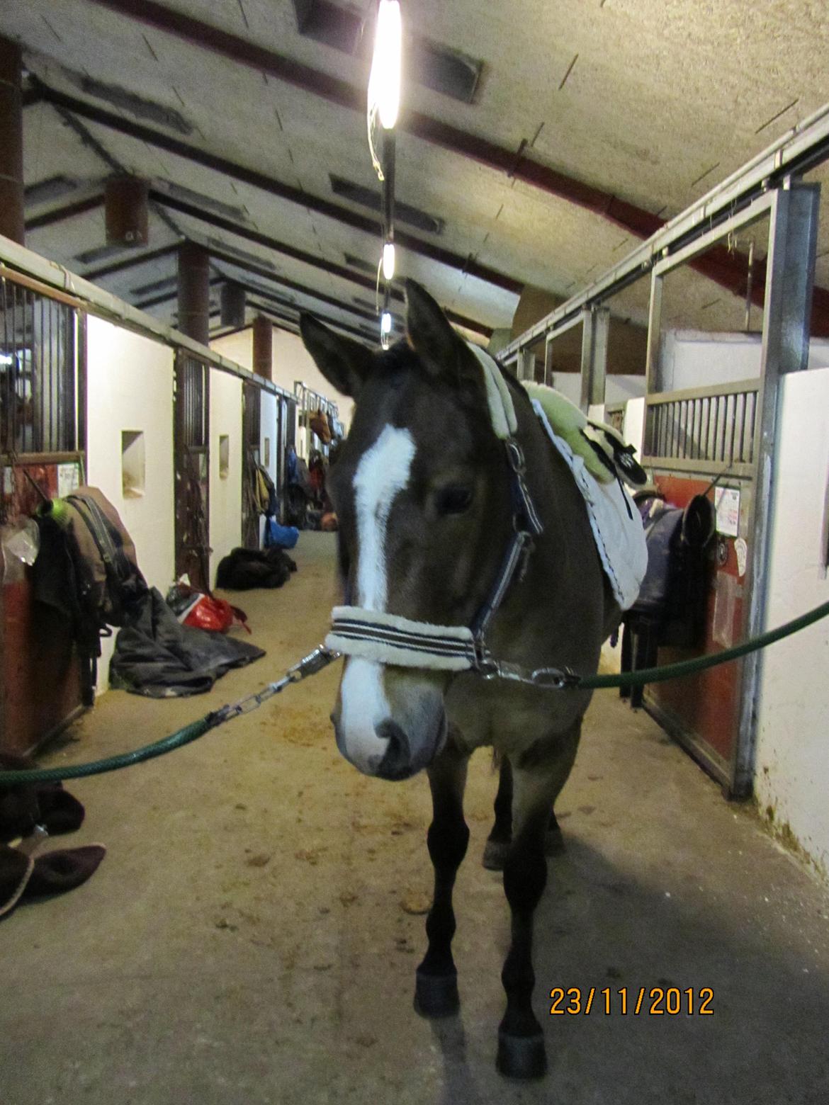 New Forest Egeballes Petroleum billede 17