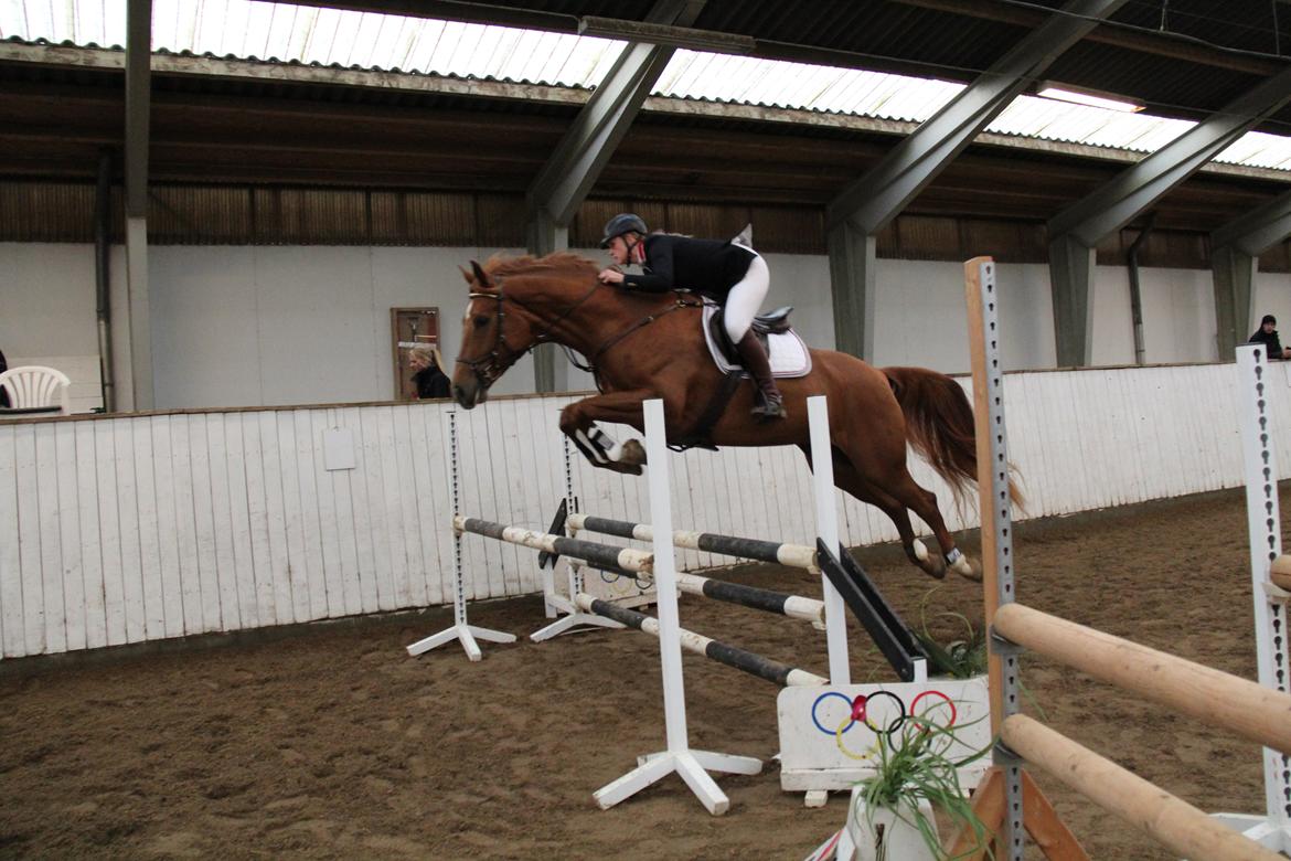 Norsk Varmblod  L.A. Rapsidy billede 13