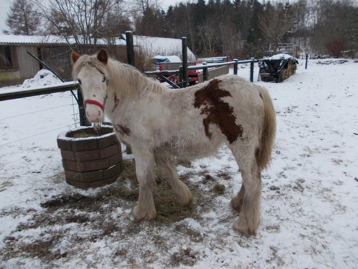 Irish Cob ITS Hazel - Den 14/1 2012. Har været nød til at få lavet mindre plastik operation på følle, men nu ser hun ud til at hele flot:) billede 9