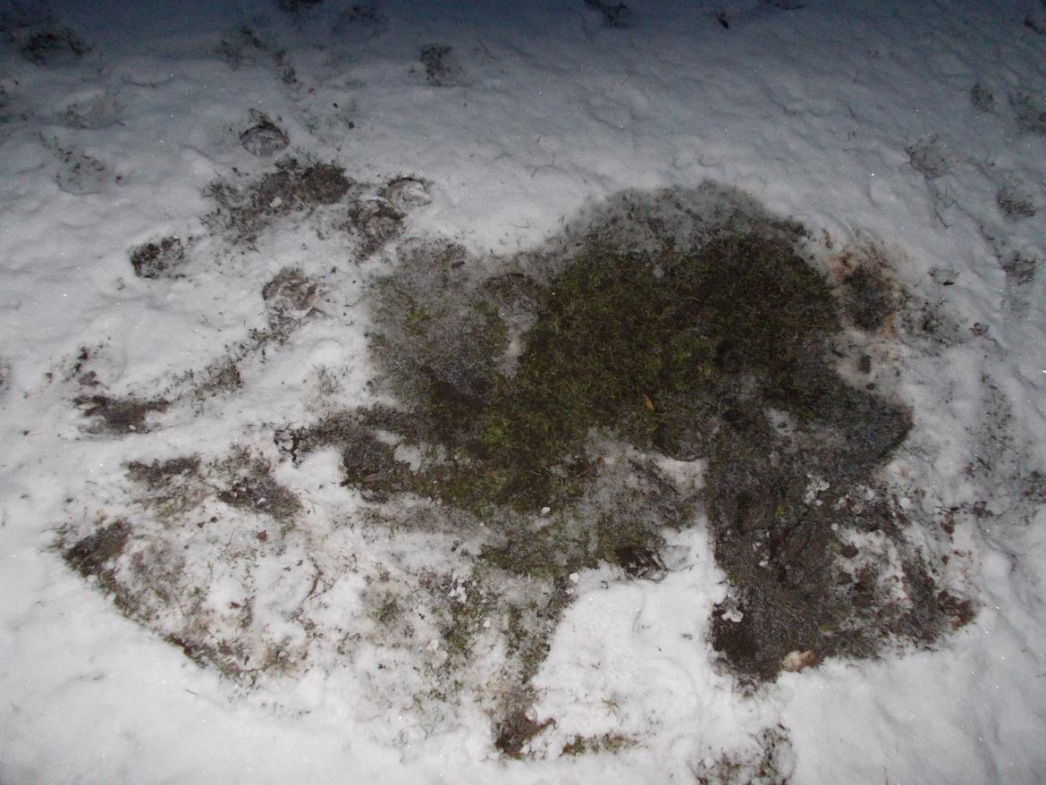 Irish Cob ITS Hazel - En fin tinker sneengel, den 13/1 2013. billede 10