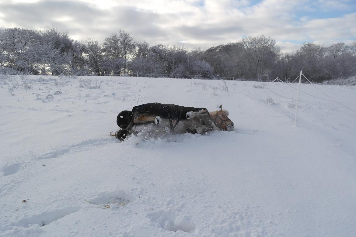 Fjordhest Mille - En dejlig rulletur,  i den nye sne :) billede 12