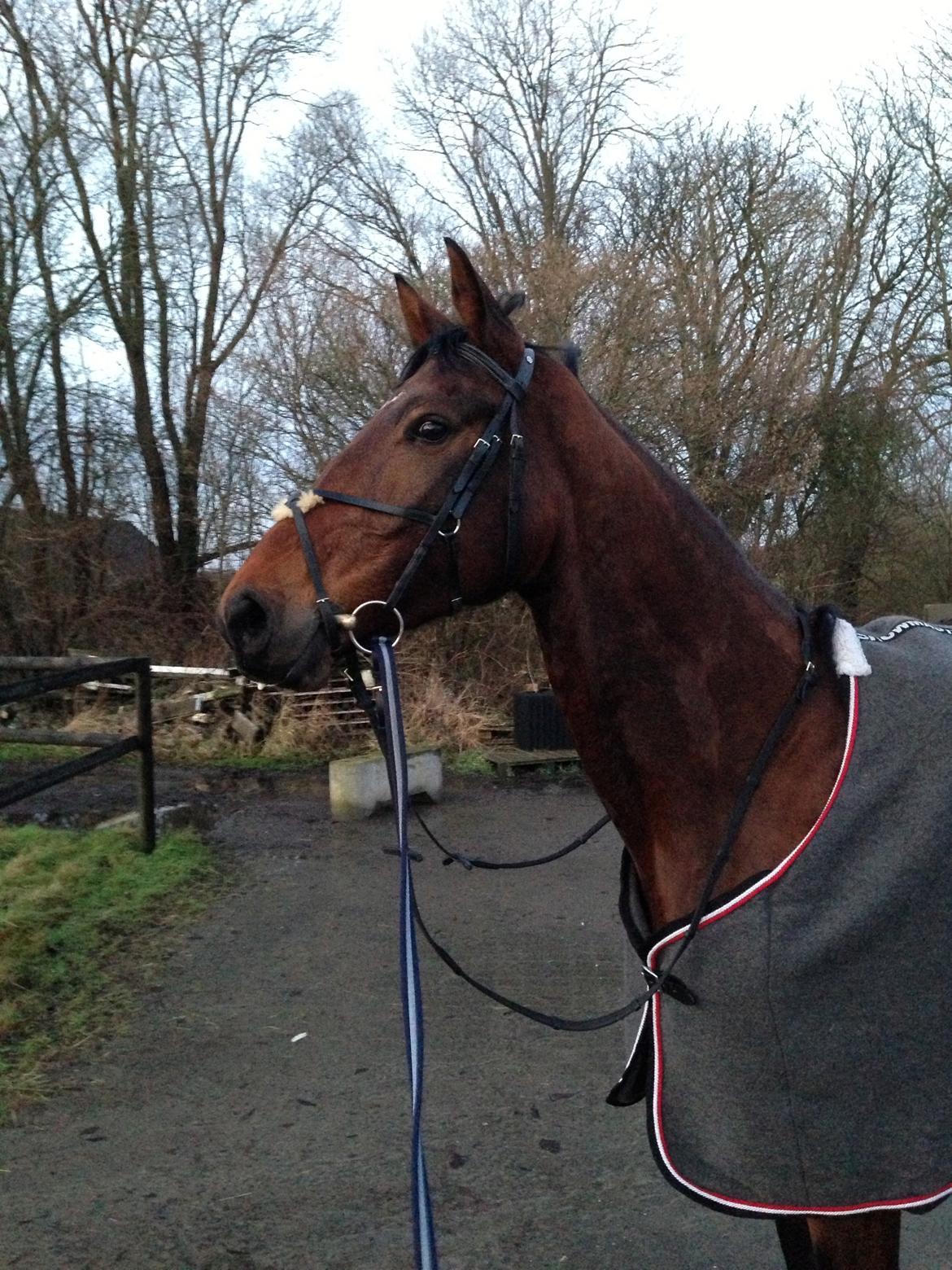 Dansk Varmblod Rødhøjs Charlin billede 2