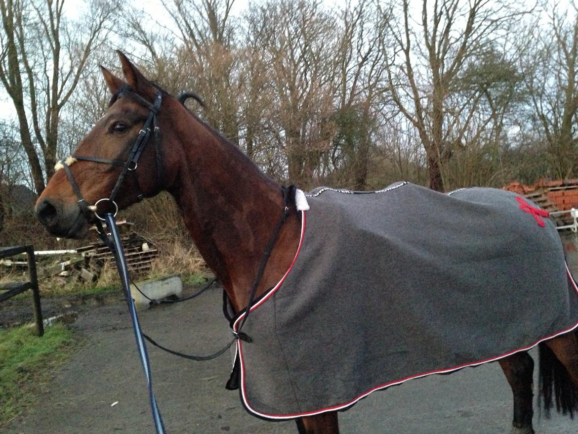 Dansk Varmblod Rødhøjs Charlin billede 3