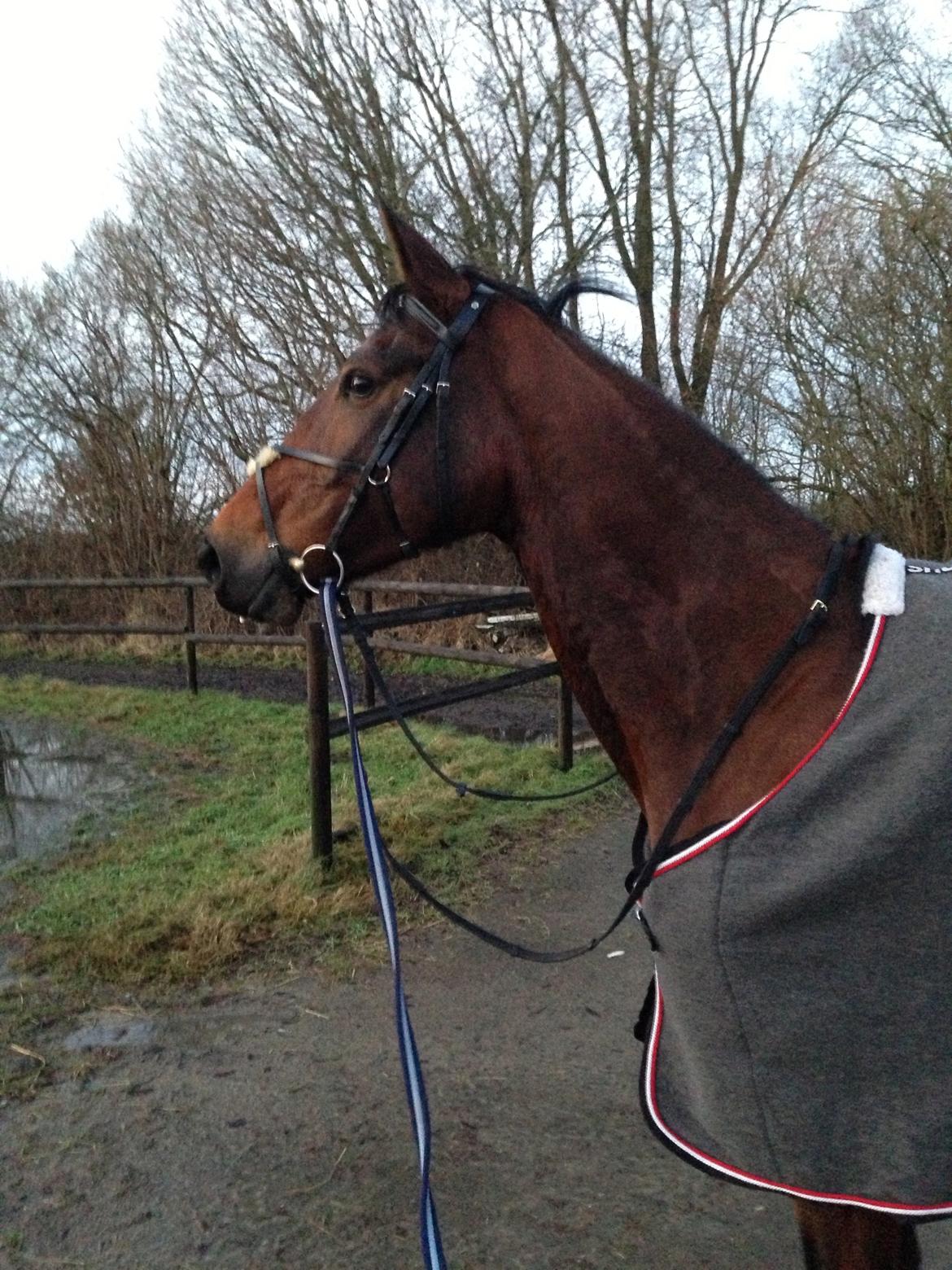 Dansk Varmblod Rødhøjs Charlin billede 4