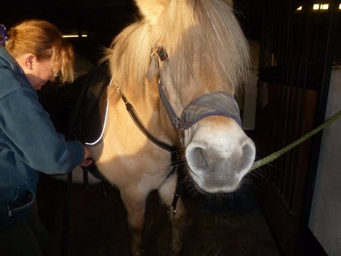 Anden særlig race Islænder miks Tøssen billede 7