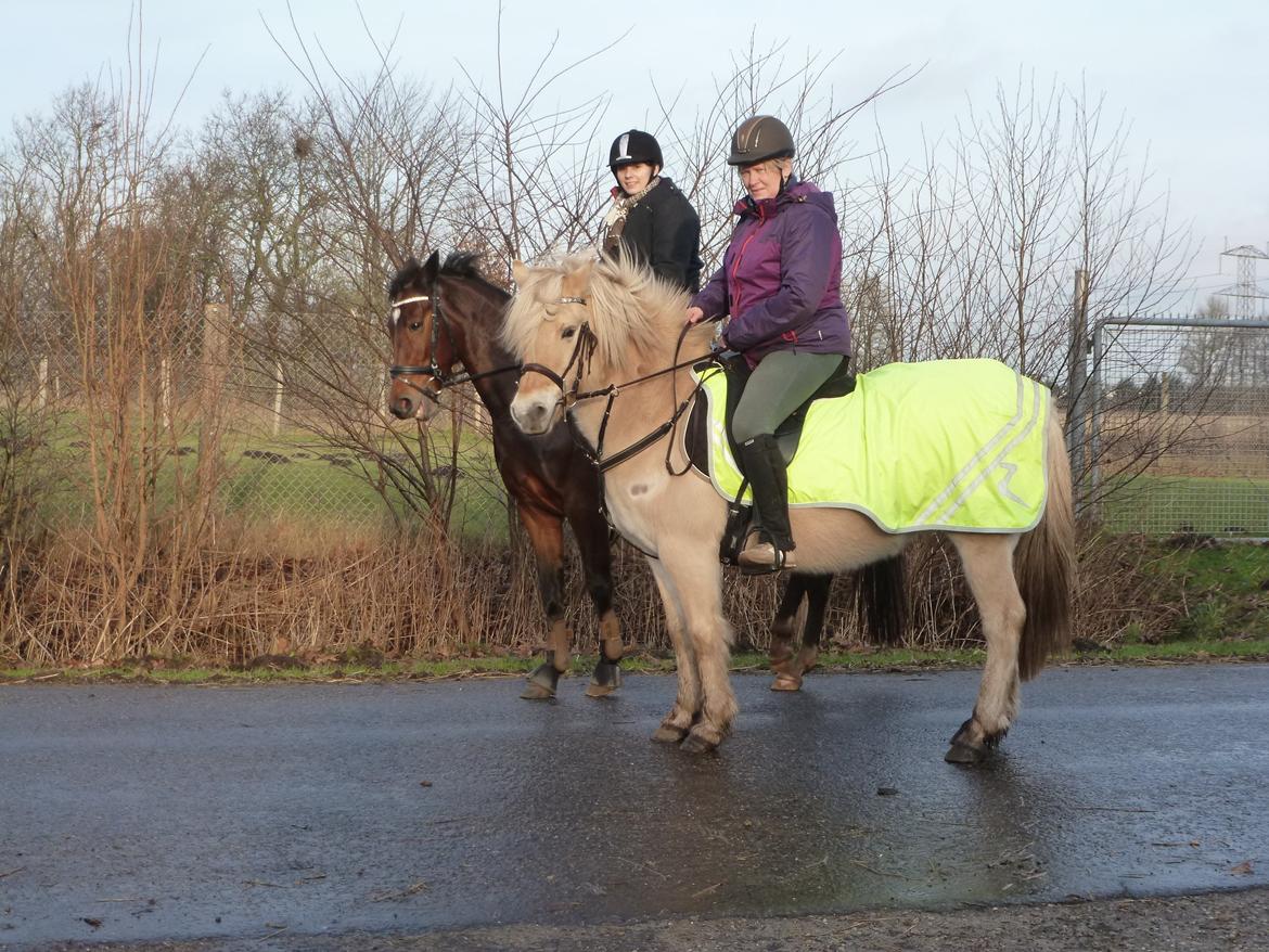 Anden særlig race Islænder miks Tøssen billede 9