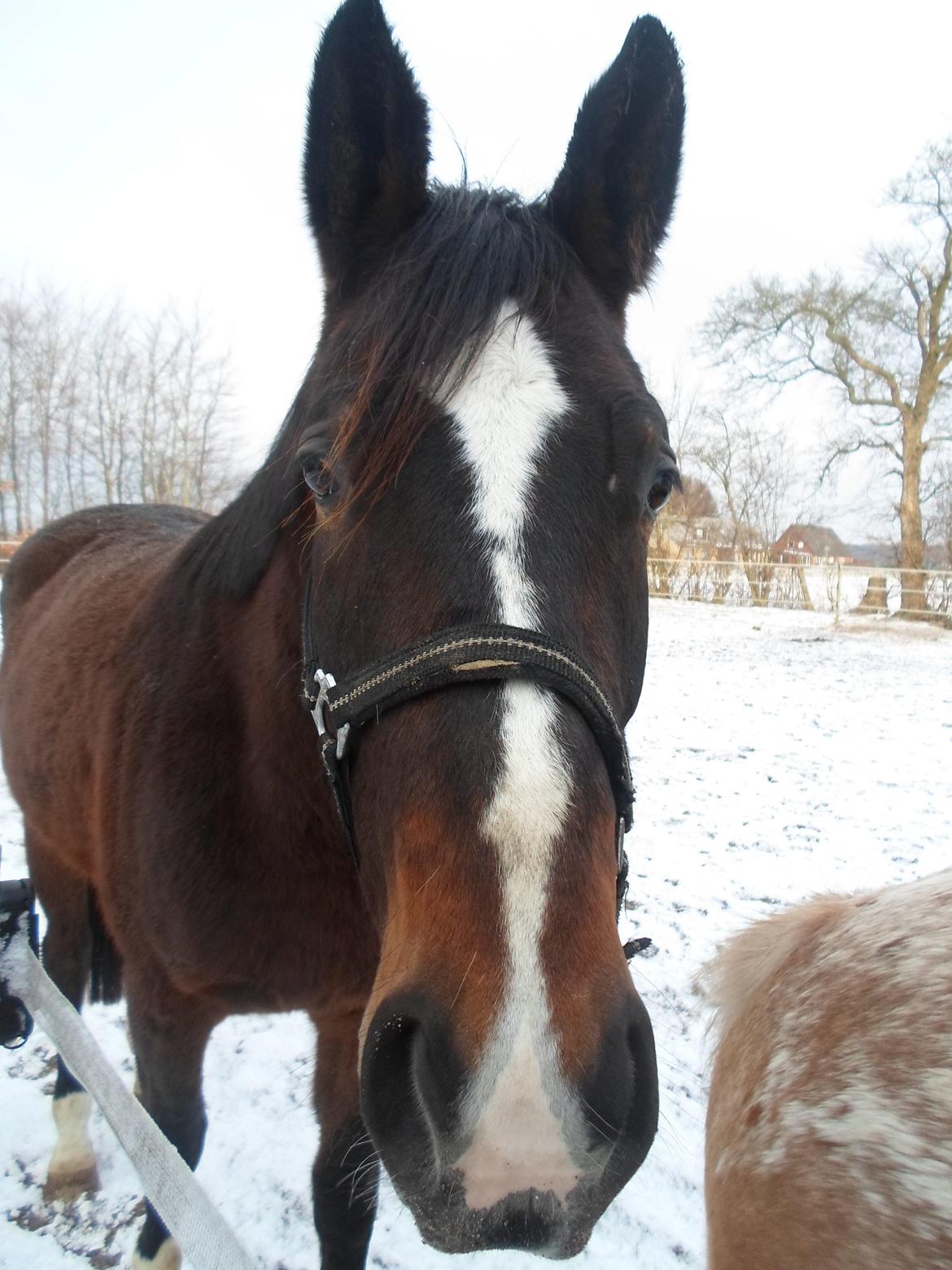 Anden særlig race Ad libitum firfod - snee....... billede 14