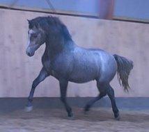 New Forest Firfod Brdr. Olsen - Olsen da han var ca 3 år. billede 10