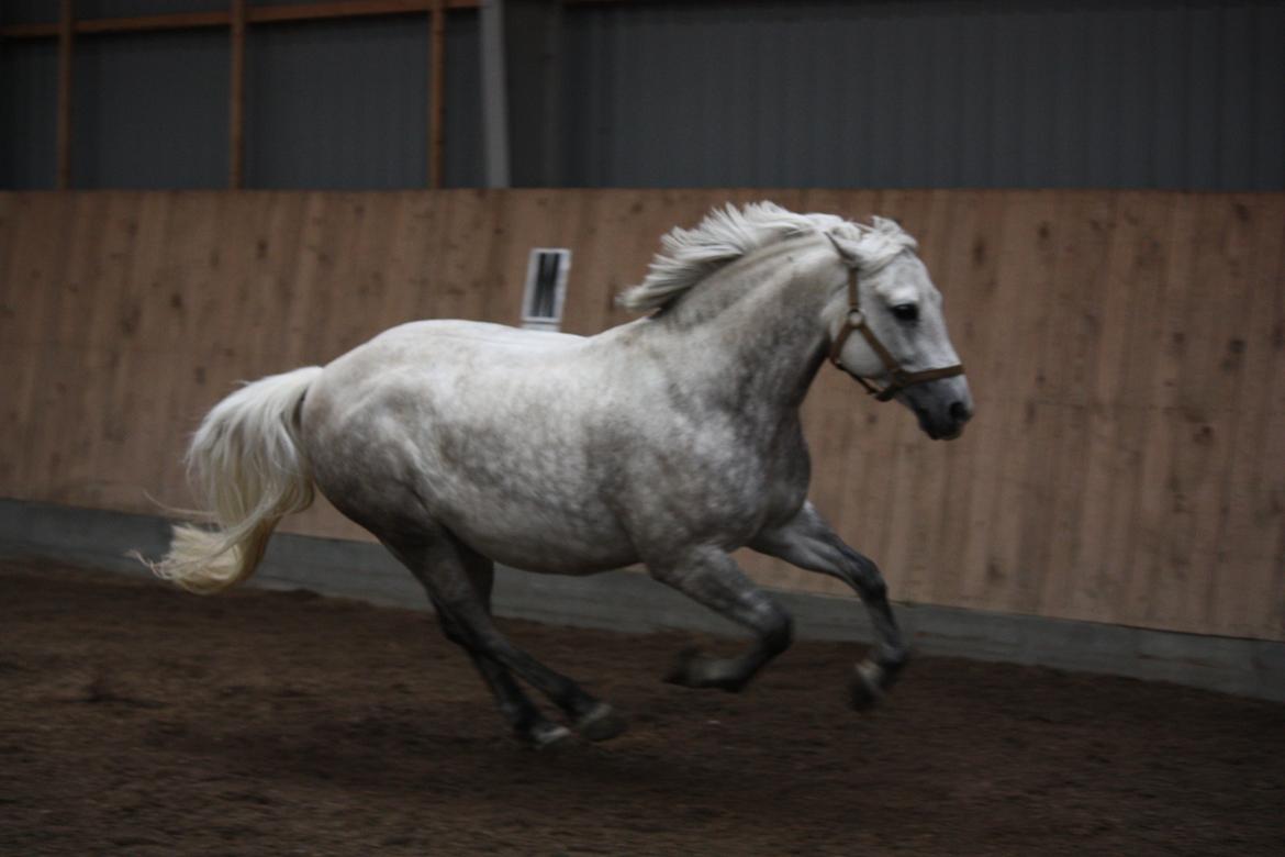 New Forest Firfod Brdr. Olsen - fuld fart fremad :D billede 11