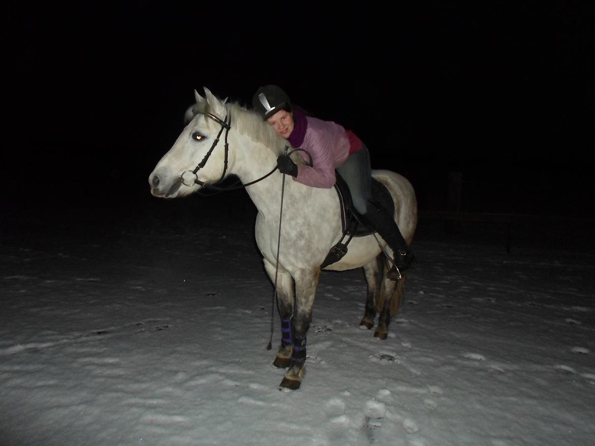 New Forest Firfod Brdr. Olsen - Aften billede i sneen :) taget den 13-1-2013 billede 12