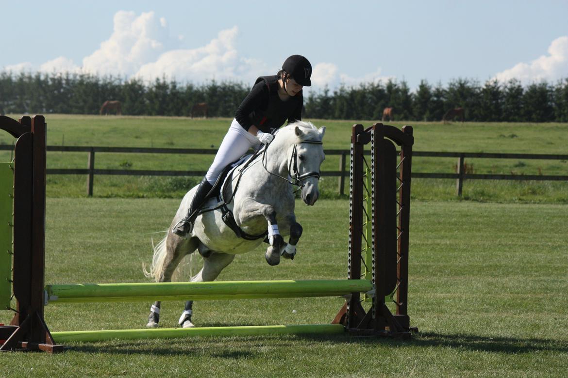 New Forest Firfod Brdr. Olsen billede 15