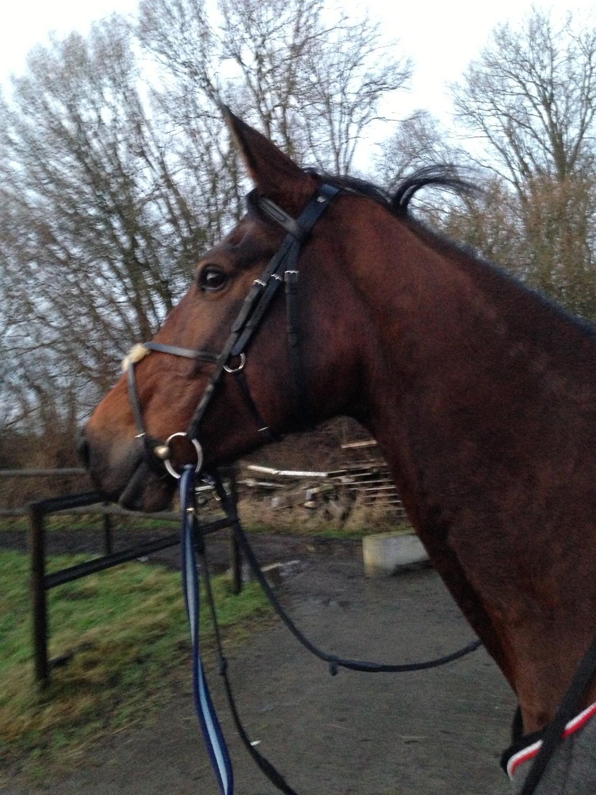 Dansk Varmblod Rødhøjs Charlin billede 6