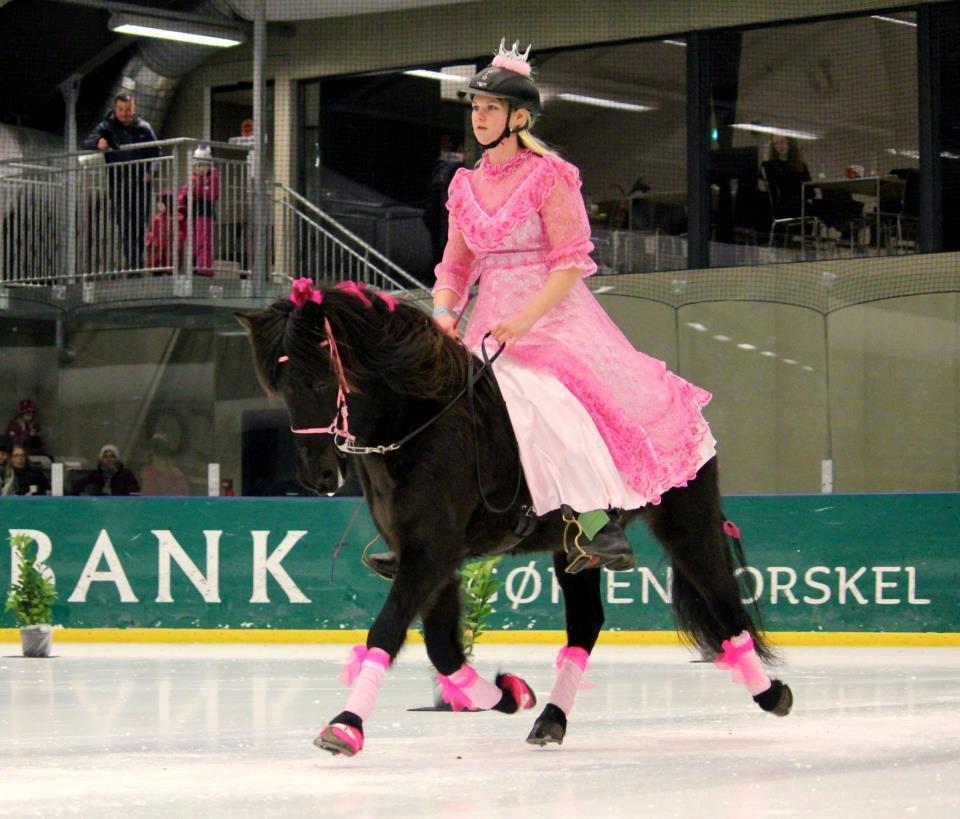 Islænder Venus Fra Hylderødgård - istölt 2012 - udklædning som prinsesse :) billede 12