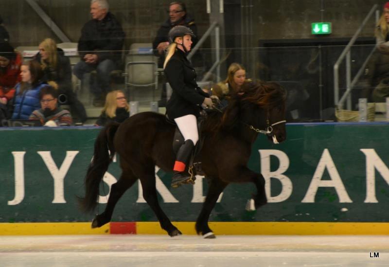 Islænder Venus Fra Hylderødgård - istölt 2012 billede 13